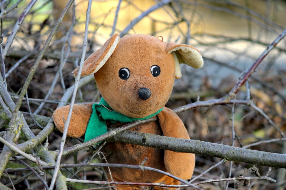 Brown bears favorite animal