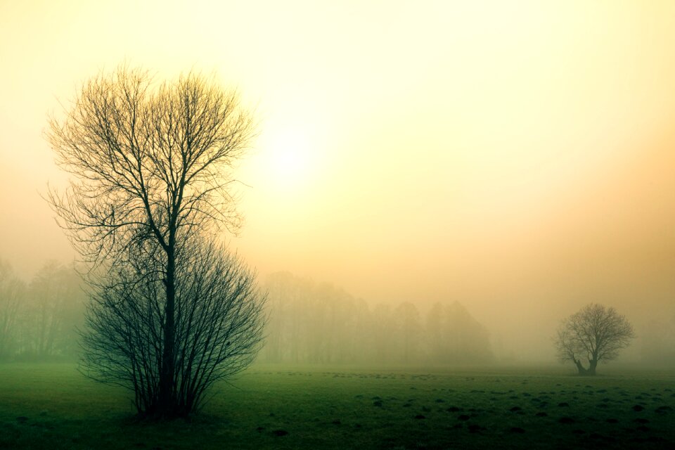 Tree landscape sky