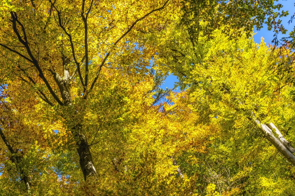 Beautiful idyllic color