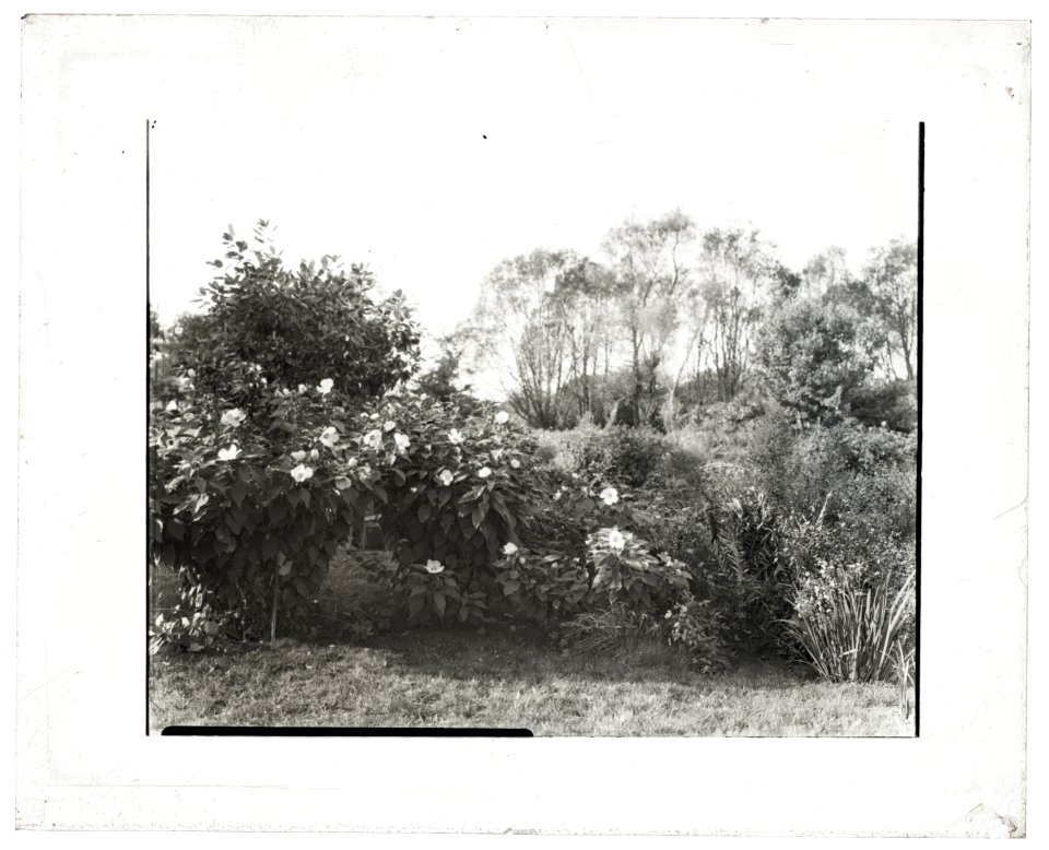 Glen Oaks, James Hobart Moore house, East Valley Road, Montecito, California. Eucalyptus LCCN2008680117