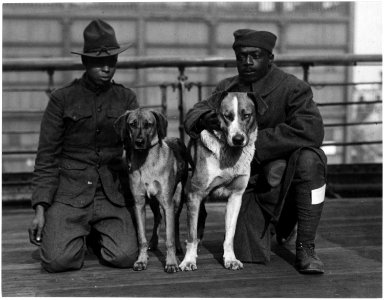 German Dogs Crown Prince and Kaiser Bill ,two German dogs that were captured by Privates Robinson . . . - NARA - 533623