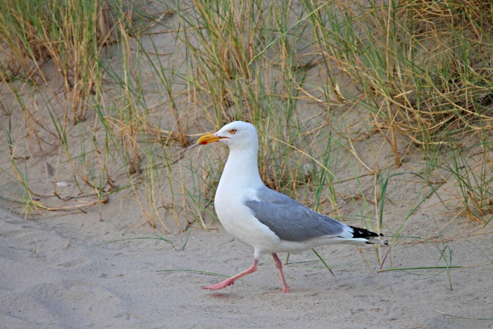 Larus argentatus bird dune