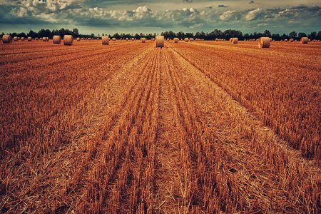 Straw straw bales autumn photo