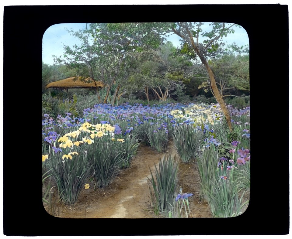Grey-Croft, Stephen Swete Cummins house, Huntting Lane, East Hampton, New York. Japanese iris garden LCCN2008675855