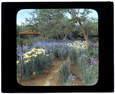 Grey-Croft, Stephen Swete Cummins house, Huntting Lane, East Hampton, New York. Japanese iris garden LCCN2008675855