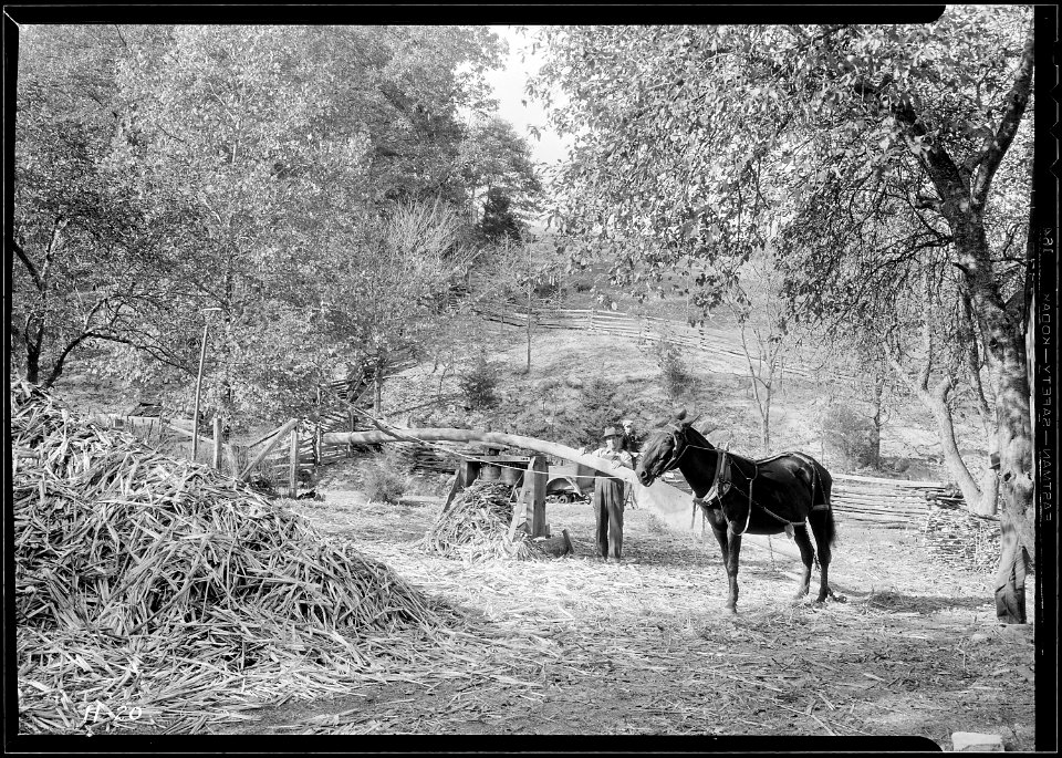 Grinding sorghum cane at the Stooksberry homestead near Andersonville, Tennessee. - NARA - 532644