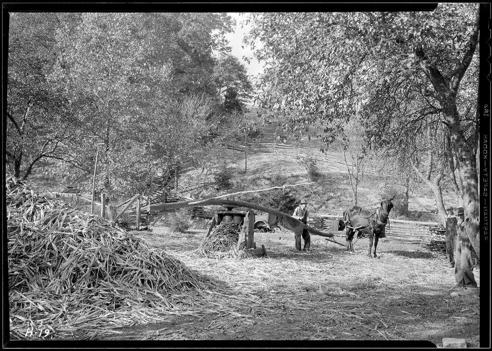 Grinding cane for sorghum at the Stooksberry homestead near Andersonville, Tennessee. Sorghum cane could be raised... - NARA - 532643