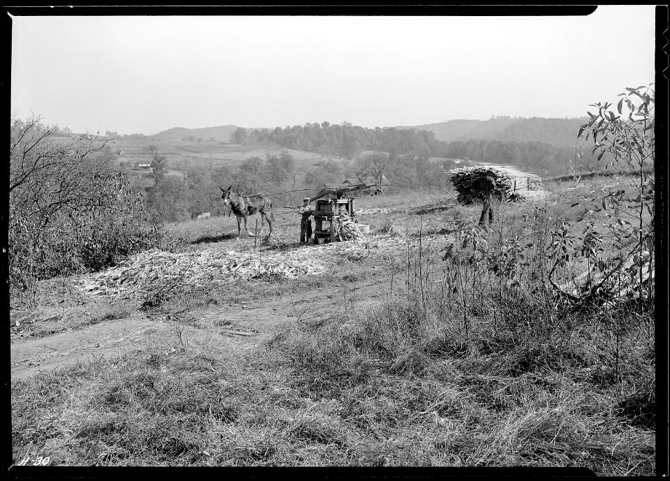 Grinding sorghum on the farm of J. W. Stooksberry, Anderson County, Tennessee. This land will be inundated by the... - NARA - 532654