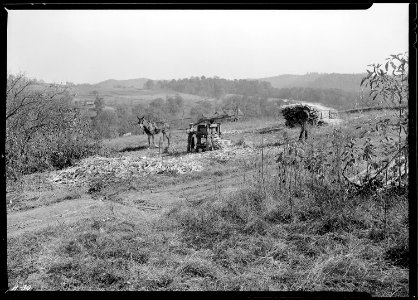 Grinding sorghum on the farm of J. W. Stooksberry, Anderson County, Tennessee. This land will be inundated by the... - NARA - 532654
