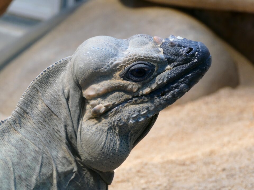 Zoo wilhelma animal