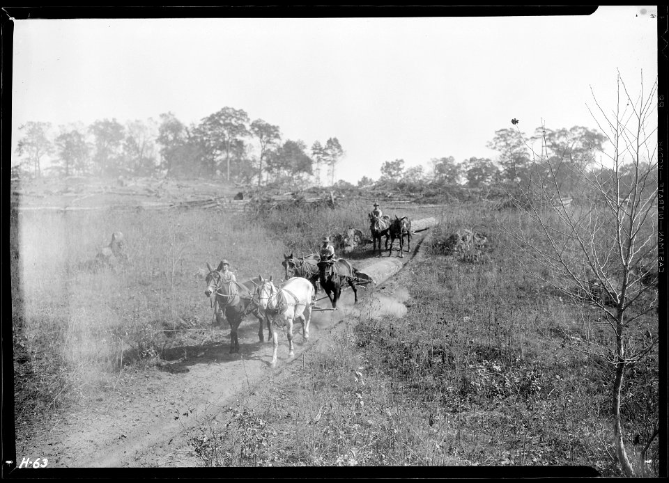 Hauling logs to the river bank to be sawed. The trees were felled above Norris Dam site. - NARA - 532686