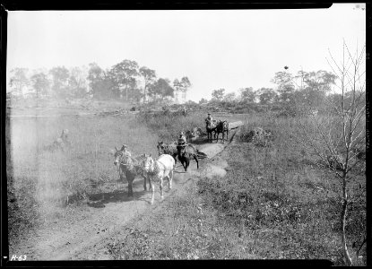 Hauling logs to the river bank to be sawed. The trees were felled above Norris Dam site. - NARA - 532686