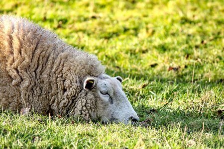 Meadow pasture wool