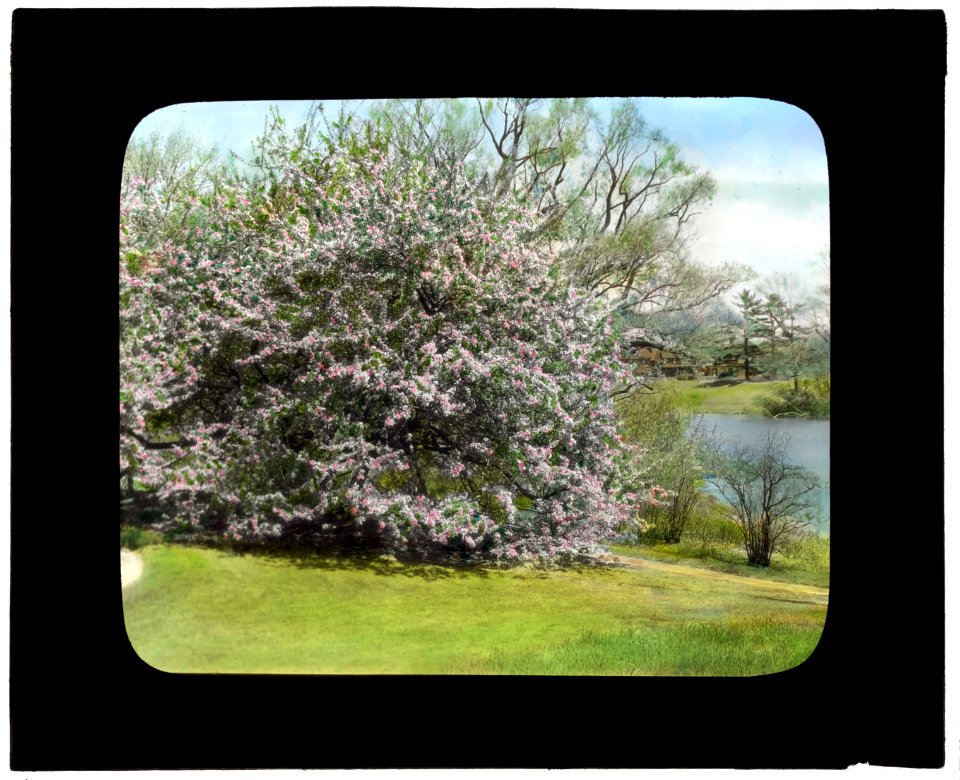 Holm Lea, Charles Sprague Sargent house, Brookline, Massachusetts. Crab Apple (Malus) LCCN2008675985