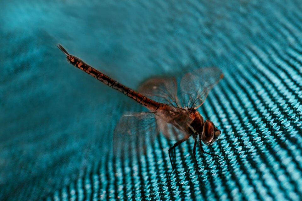 Invertebrate outdoors wild life