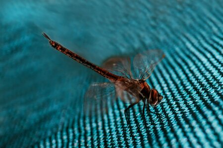 Invertebrate outdoors wild life