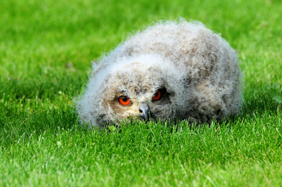 Owl lying eagle observatory