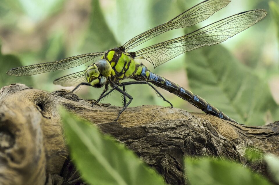 Wing green darner dragonfly