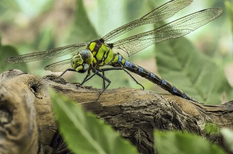 Wing green darner dragonfly photo