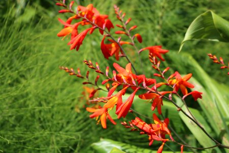 Ribeira quente nature macro