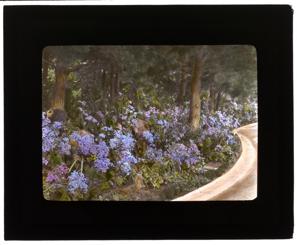 Kimberly Crest, John Alfred Kimberly house, 1325 Prospect Drive, Redlands, California. Drive with statice (Limonium perezii) LCCN2007684875