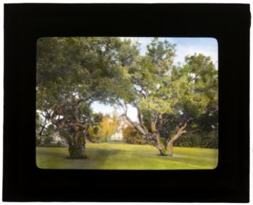 La Chiquita, Francis Townsend Underhill house, Channel Drive, Montecito, California. View from house to live oaks LCCN2007684911