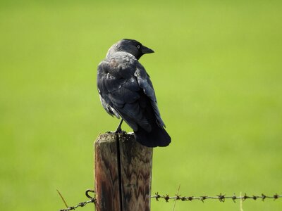 Birds raven black photo