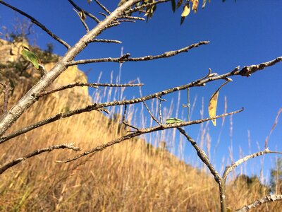 Bug stick-bug entomology