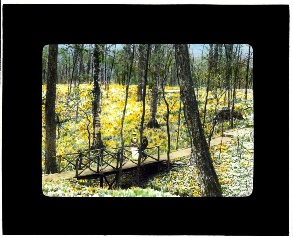 Lob's Wood, Carl H. Krippendorf house, 4949 Tealtown Road, Perintown (Milford), Ohio. Woodland daffodils LCCN2008675991