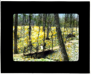 Lob's Wood, Carl H. Krippendorf house, 4949 Tealtown Road, Perintown (Milford), Ohio. Woodland daffodils LCCN2008675991