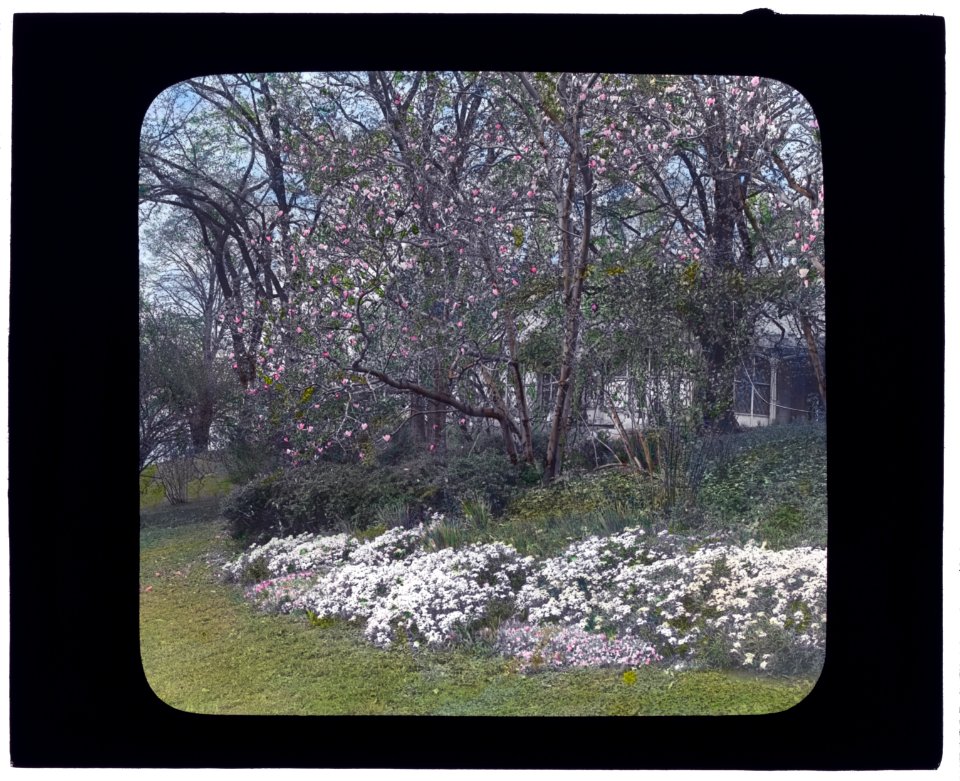 Lyndhurst, Finley Johnson Shepard house, 635 South Broadway, Tarrytown, New York. Spring bloom LCCN2007685920