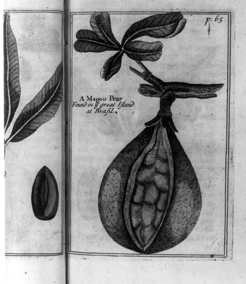 Mapou Pear, Brazil LCCN2003663626