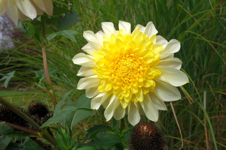 Ornamental flower dahlia garden blossom