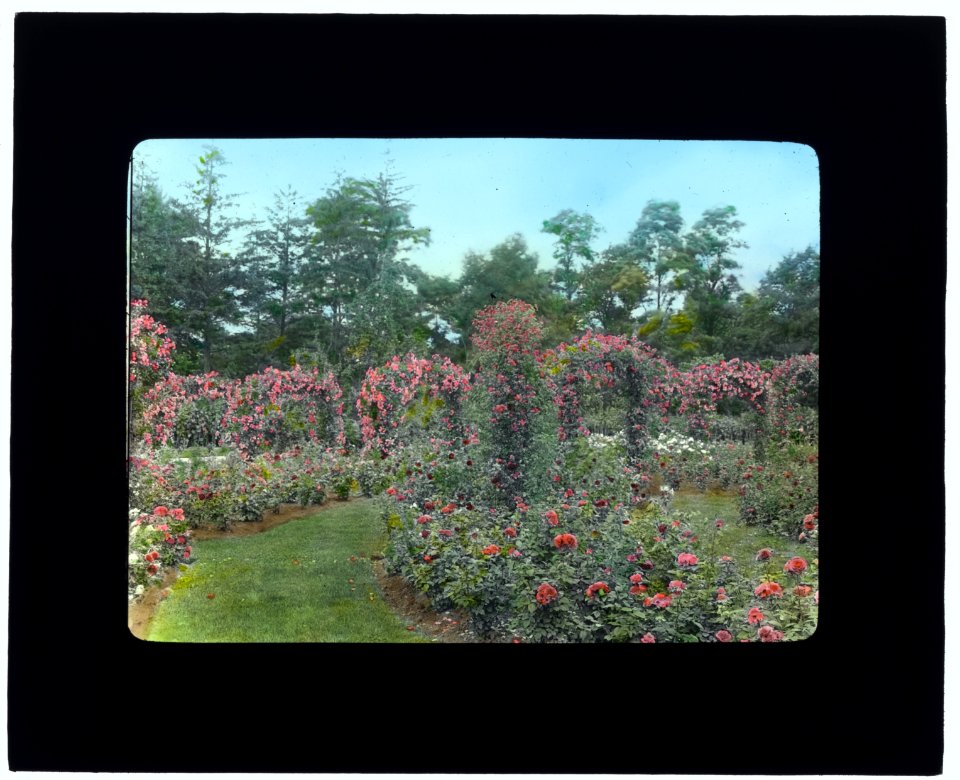 Lyndhurst, Finley Johnson Shepard house, 635 South Broadway, Tarrytown, New York. Rose hoops LCCN2007685974