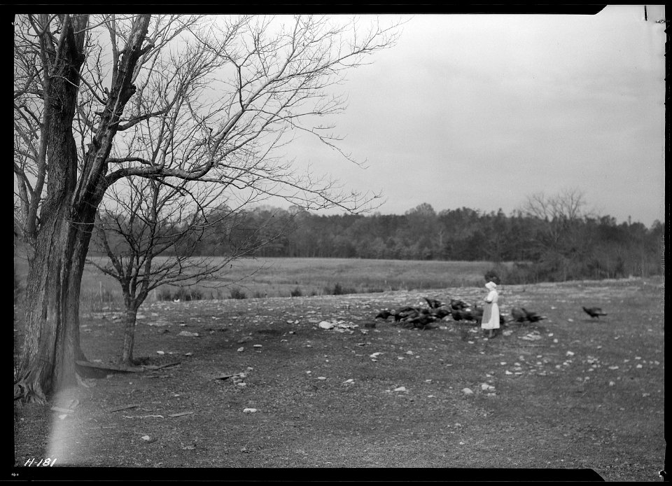 Mrs. Wallace feeding turkeys on one of the small farms purchased by the TVA for experimental purposes. - NARA - 532798