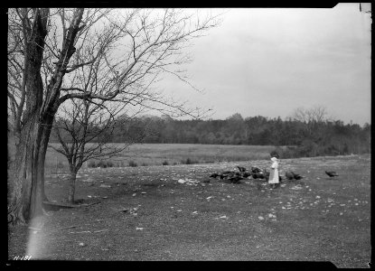 Mrs. Wallace feeding turkeys on one of the small farms purchased by the TVA for experimental purposes. - NARA - 532798