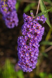 Garden plants nature