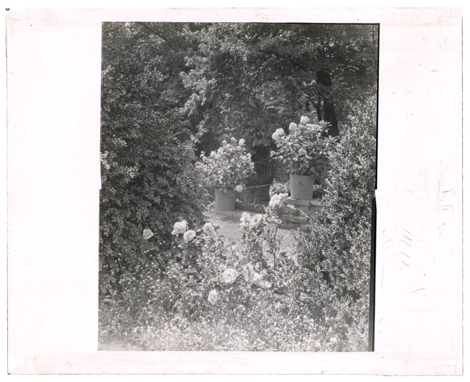 Stonehurst, Charles William Henry house, Cherokee Street, Chestnut Hill, Pennsylvania. Hydrangea in tubs LCCN2008675798