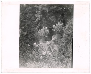 Stonehurst, Charles William Henry house, Cherokee Street, Chestnut Hill, Pennsylvania. Hydrangea in tubs LCCN2008675798