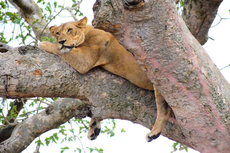 Uganda africa tree photo