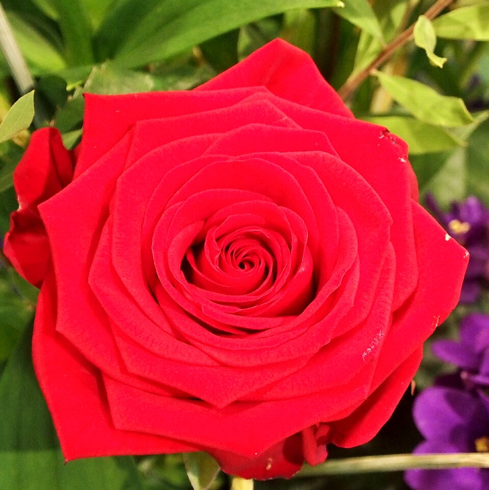 Red rose romantic blossom
