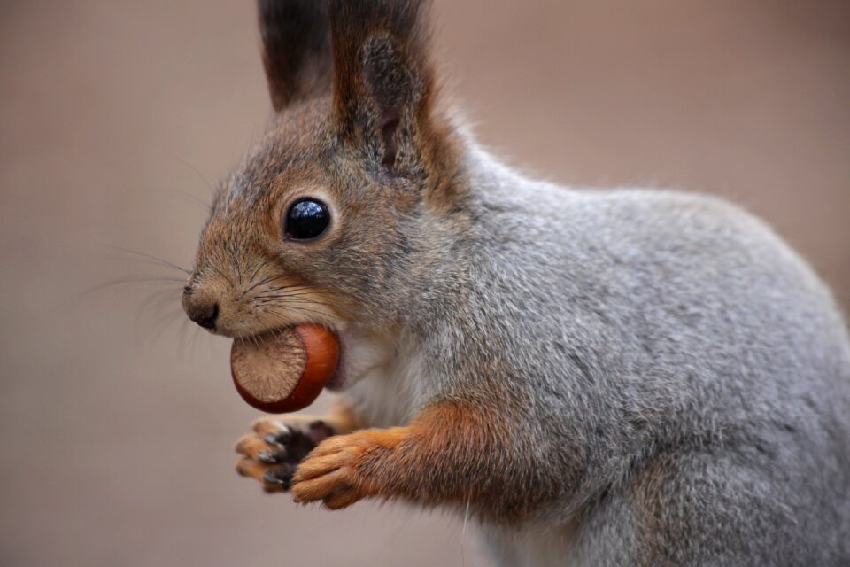 Grey rodent squirrel