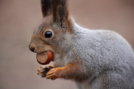Grey rodent squirrel