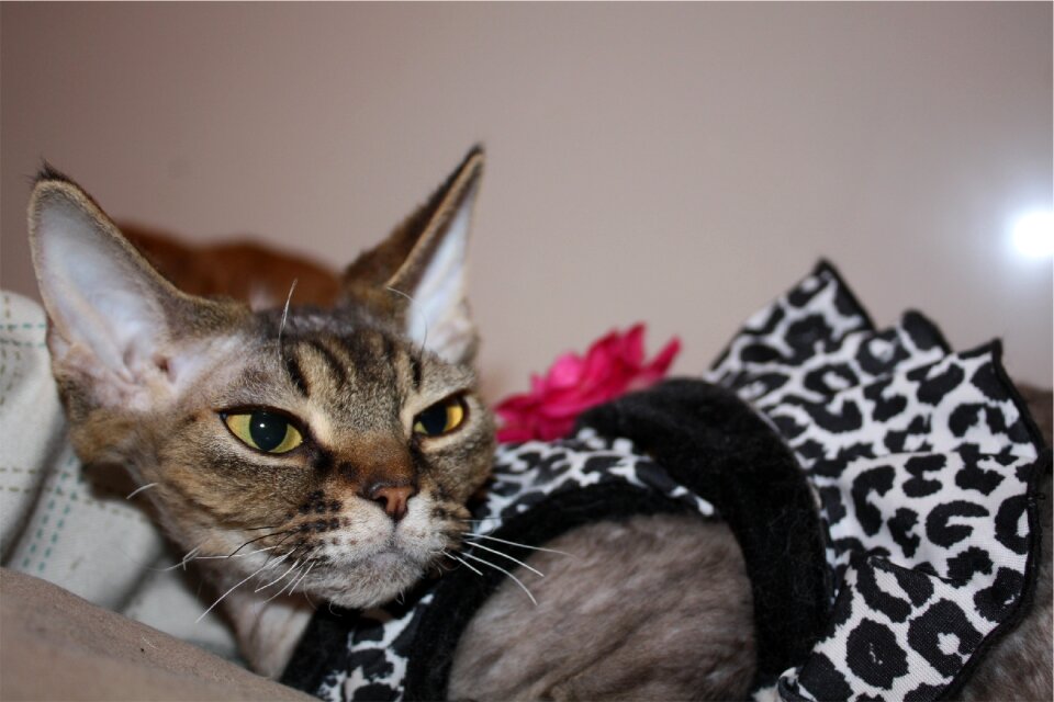 Cat pet animal