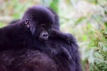 Ape gorilla forest