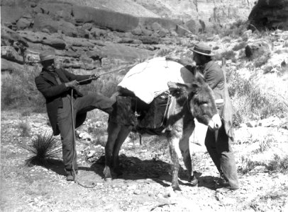 The last pull on the diamond hitch -- two men packing a burro, ca.1898 (CHS-4698)