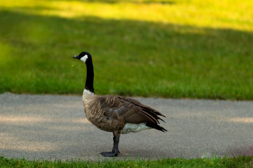 Nature animal wildlife
