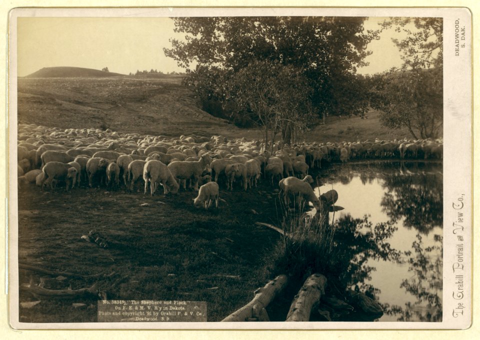 The shepherd and flock. On F.E. & M.V. R'y. in Dakota LCCN99613968