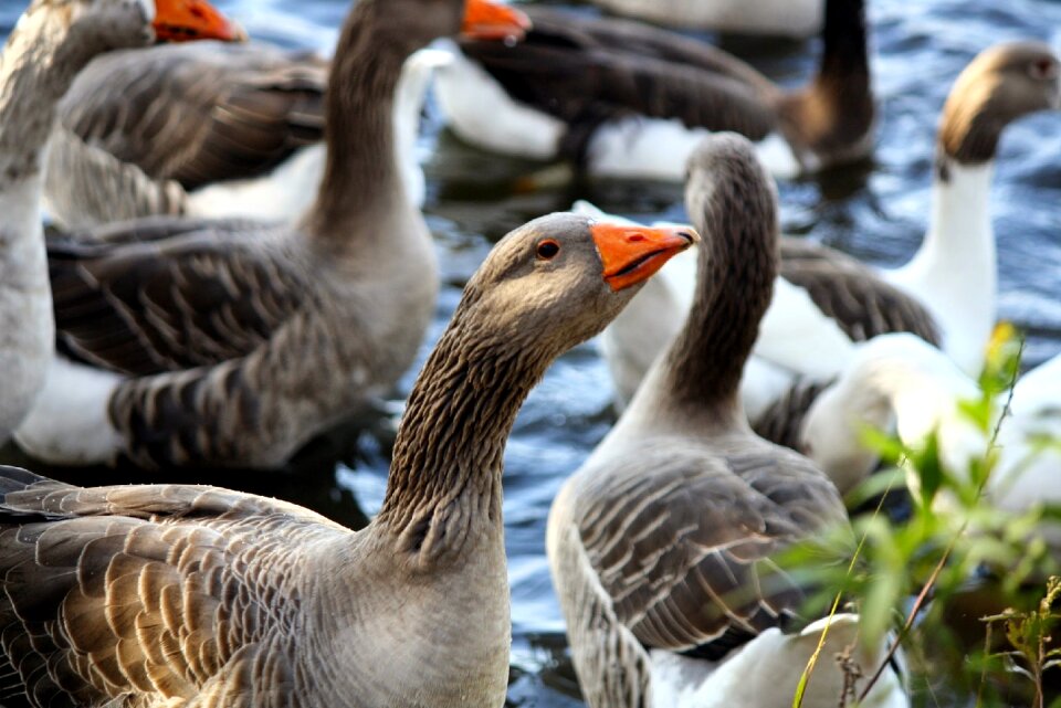 Nature feather geese