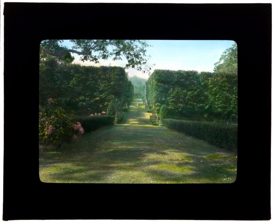 Thornedale, Oakleigh Thorne house, Millbrook, New York. Sugar maple hedge along alley to rose garden LCCN2007685138